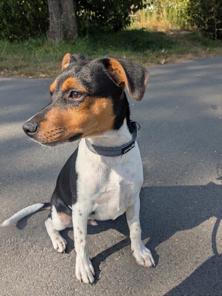 puppy zoekt een nieuw, liefdevol thuis.,️️, Dieren en Toebehoren, Honden | Jack Russells en Terriërs, België, Particulier, Reu