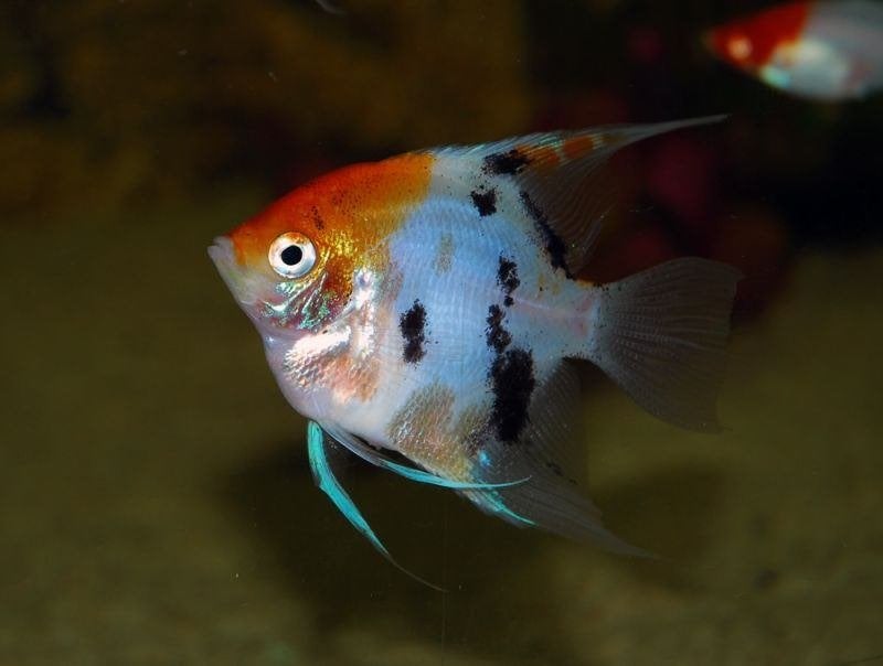 Maanvis koi, Vis