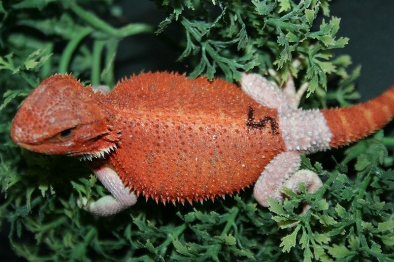 Baardagamen Bearded Dragons Red Bleu-tiger Hypo Trans Bearded Dragon photo 10