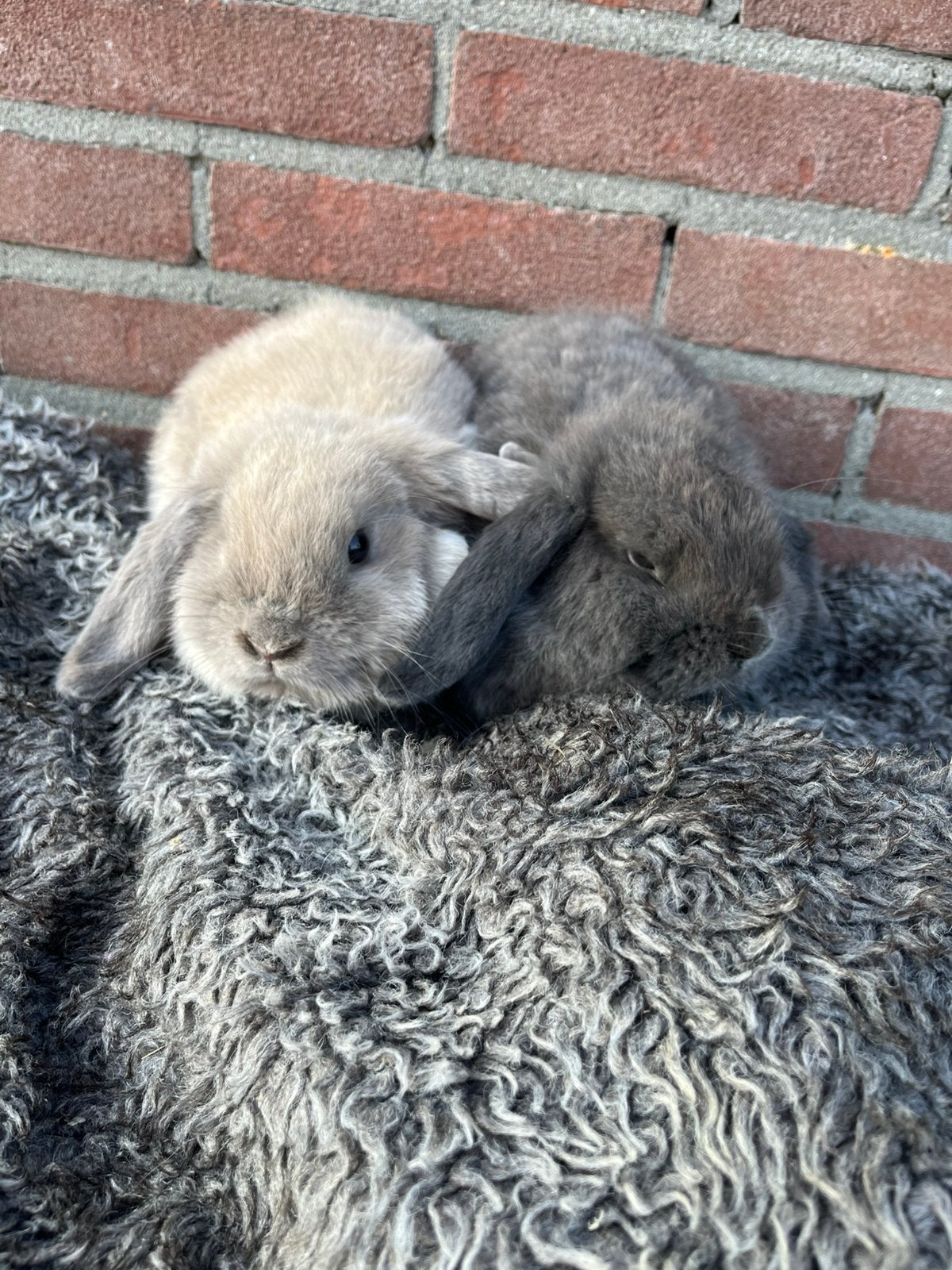 2 gecastreerde rammetjes te koop, Mannelijk, Dwerg