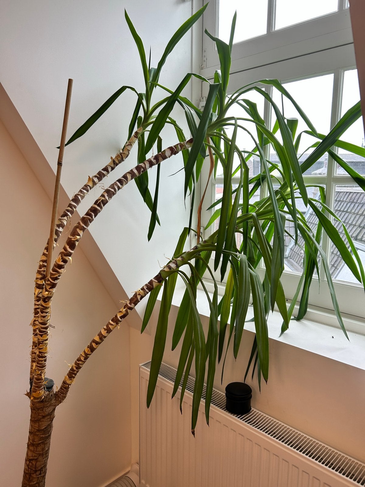 Grote Yucca plant - Ideaal voor lichte ruimtes, Ophalen, Halfschaduw