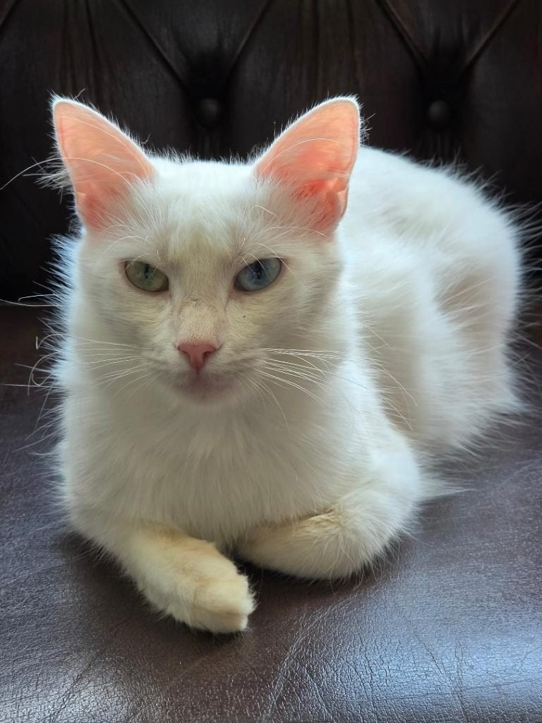 kittens, Dieren en Toebehoren, Meerdere dieren