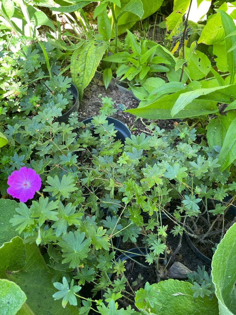 geranium ooievaarsbek, Tuin en Terras, Ophalen, Bodembedekkers, Vaste plant, Halfschaduw