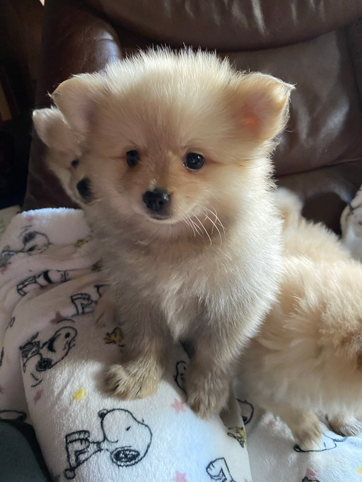 3 bearface Pomeriaan puppy’s, Dieren en Toebehoren, Honden | Chihuahua's en Gezelschapshonden, 8 tot 15 weken, Parvo, Meerdere