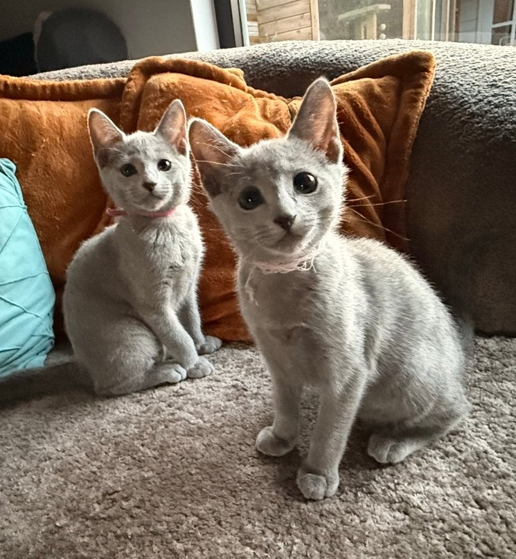 Russian Blue (Blauwe Rus) kittens, Dieren en Toebehoren, Katten en Kittens | Raskatten | Korthaar, Poes, Met stamboom, 0 tot 2 jaar