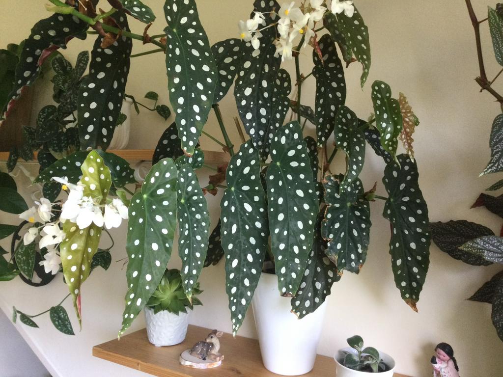 Stekken stippen begonia, Bloeiende kamerplant, Ophalen, Overige soorten