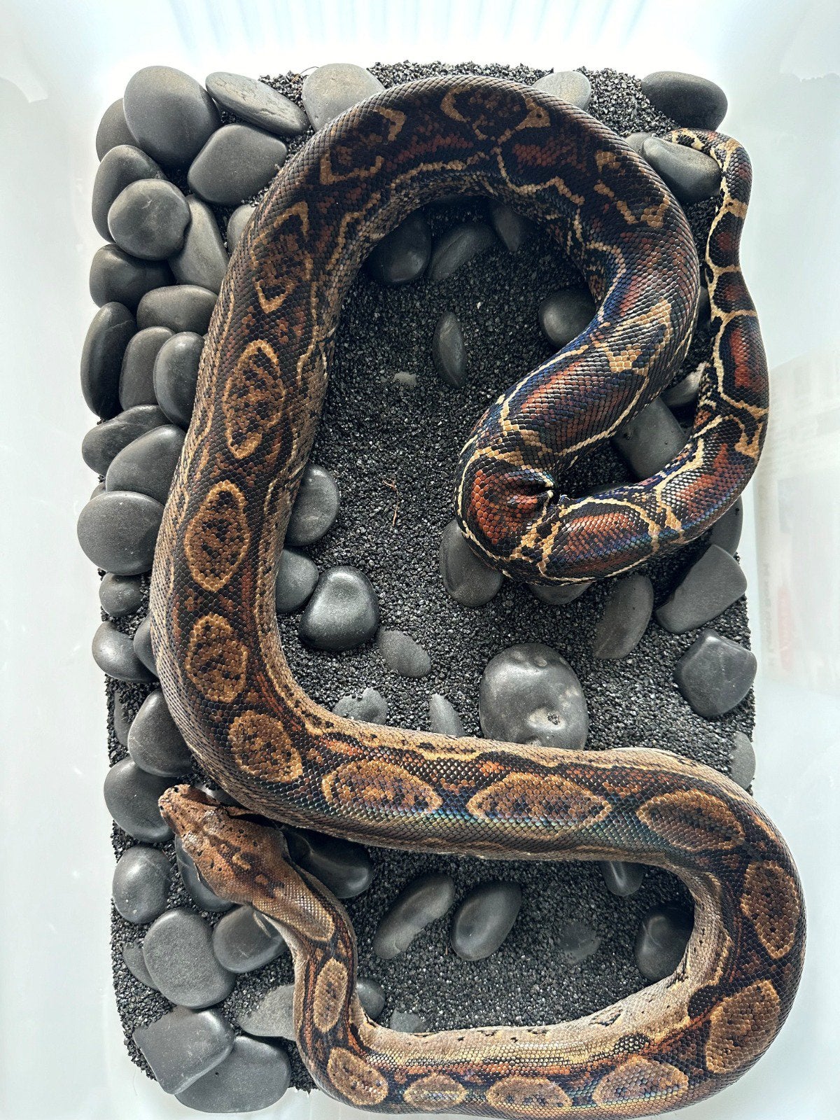 Boa Imperator Sonora 2018 Het Leopard, Slang, 3 tot 6 jaar