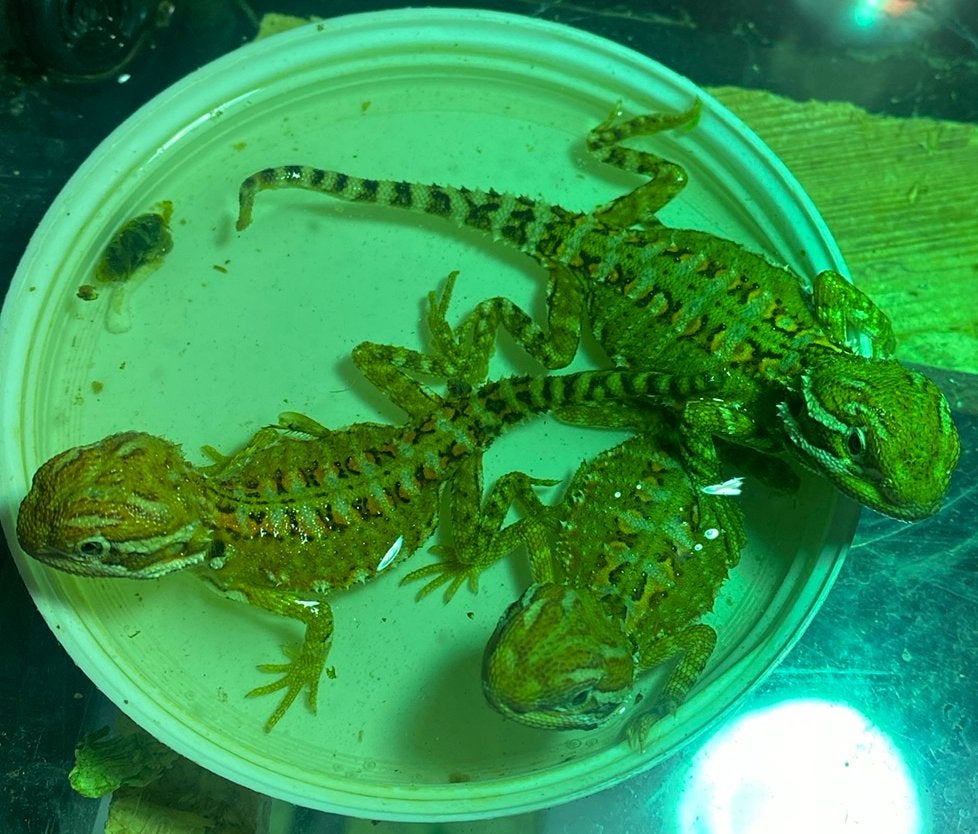 Dwerg baardagaam pogona henrylawsoni Bearded Dragon - unknown for sale from HilReptiel
