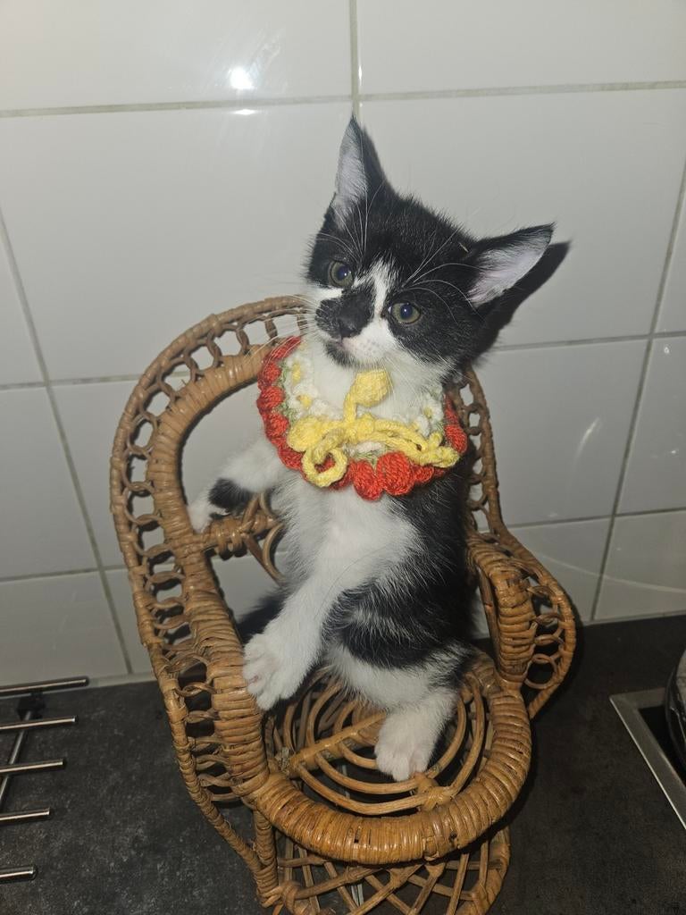 Kittens