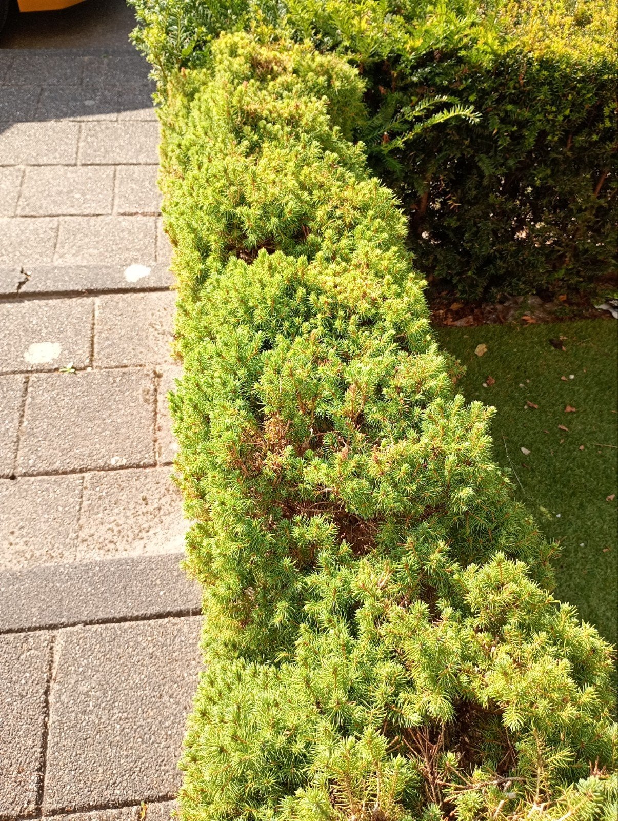 9x Picea glauca ‘Conica’ (50-60 cm) - met Spoed weg!, Volle zon, Vaste plant, Bloeit niet, Ophalen