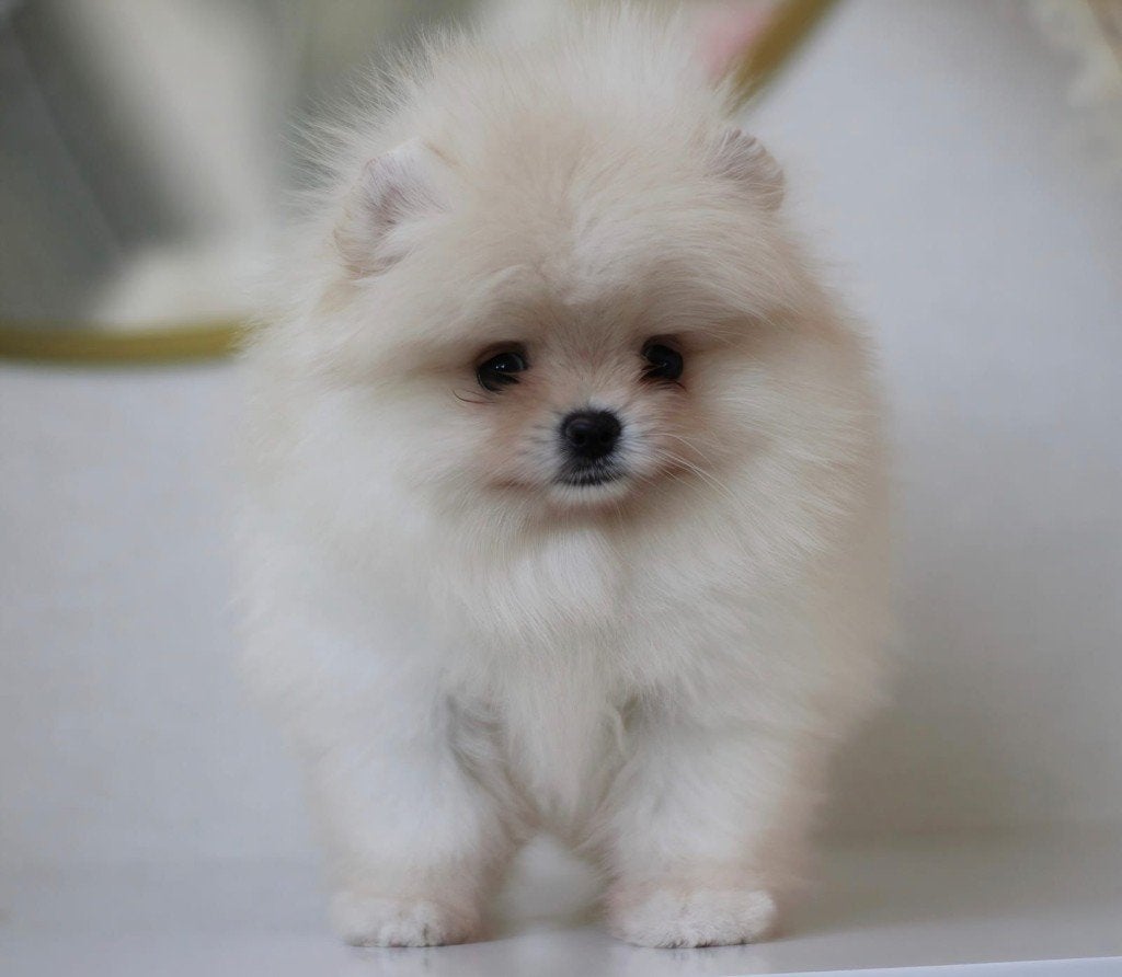 Pomeriaan pup reutje Cream Bear type – te reserveren, Keeshond, Reu, 8 tot 15 weken, Buitenland