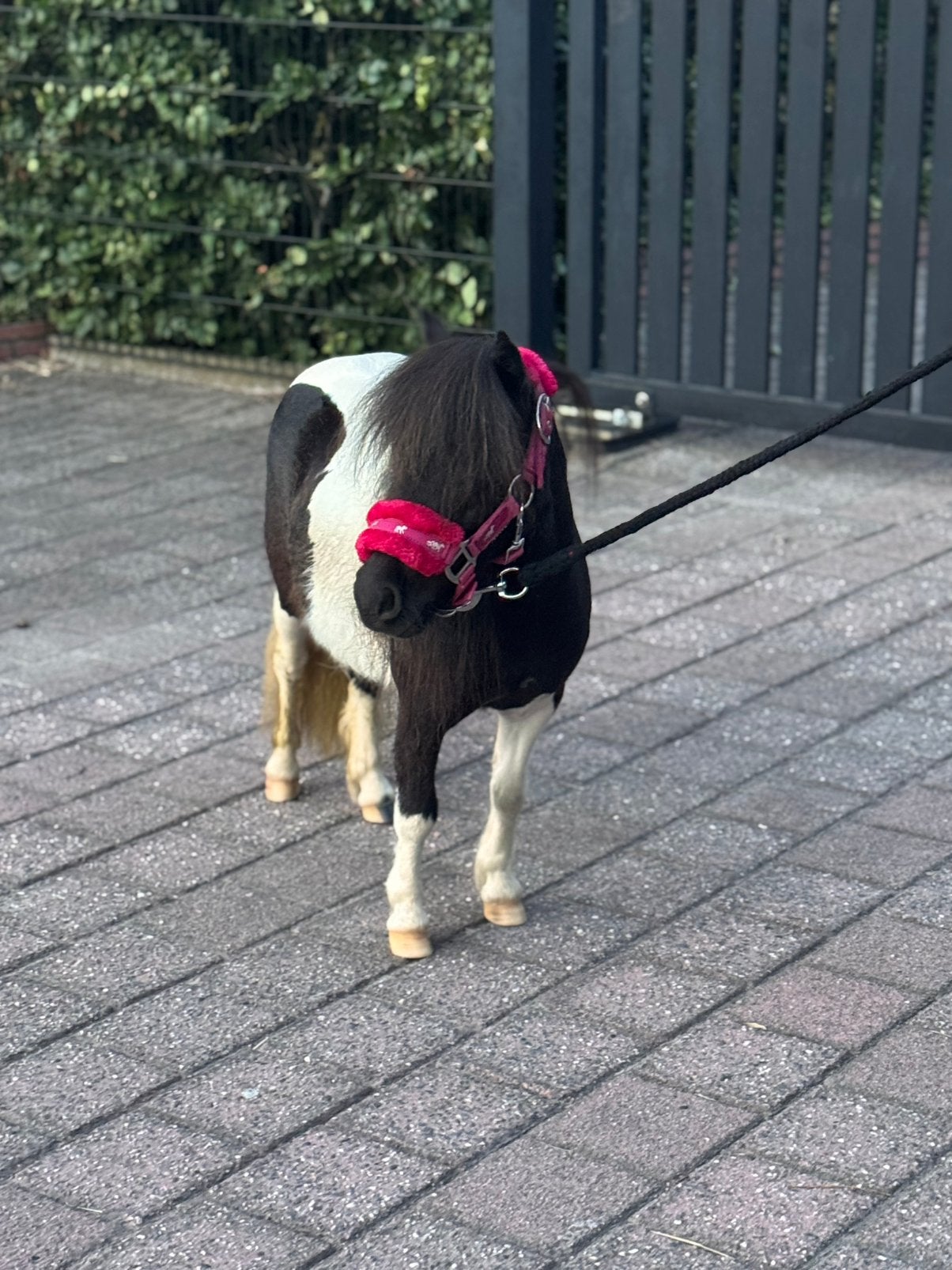 💖Prachtig zwart/bonte mini pony(74 cm)merrie💖, Dieren en Toebehoren, Pony's, Niet van toepassing, 0 tot 2 jaar, A pony (tot 1.17m)