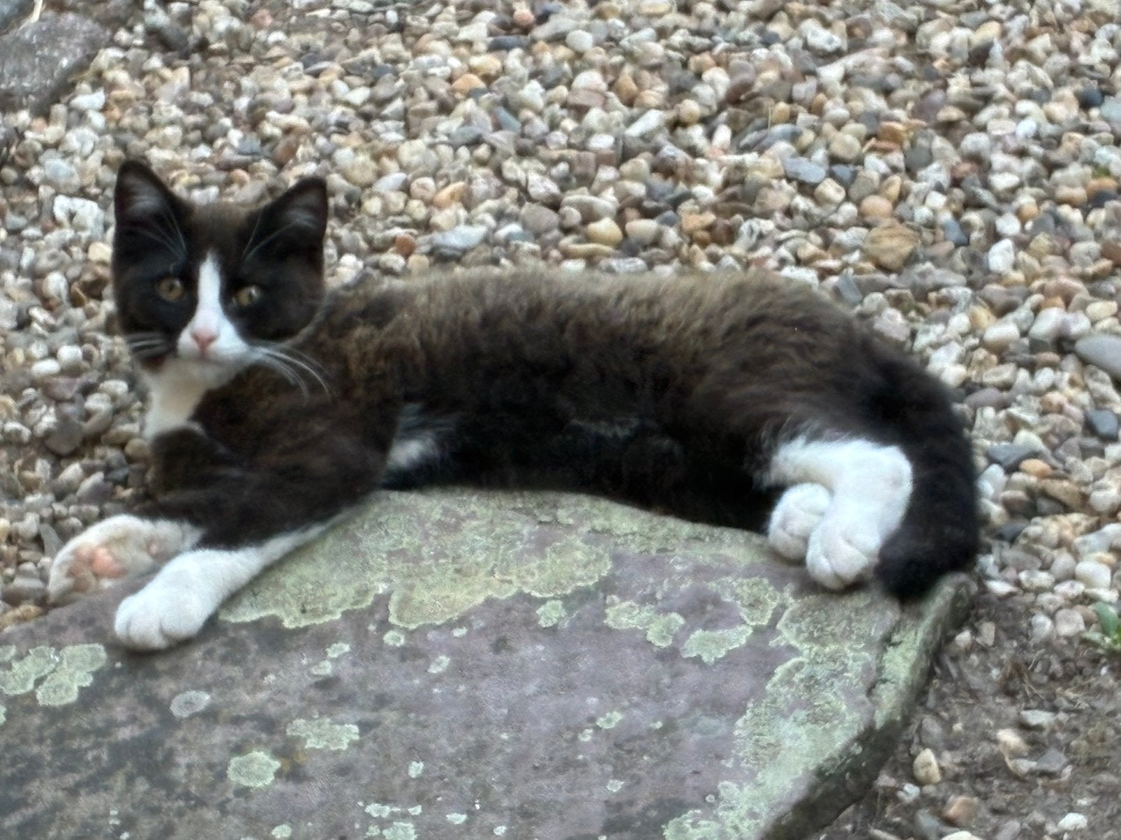 Zwart wit halflangharig katertje, Dieren en Toebehoren, Kater, Kortharig, 0 tot 2 jaar