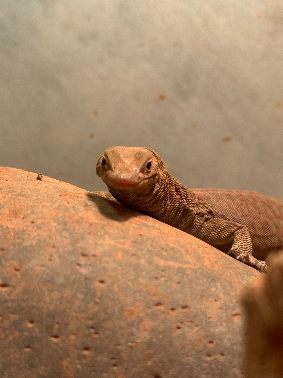 0.0.1 Varanus Pilbarensis cb2025 Monitor Lizard photo 4