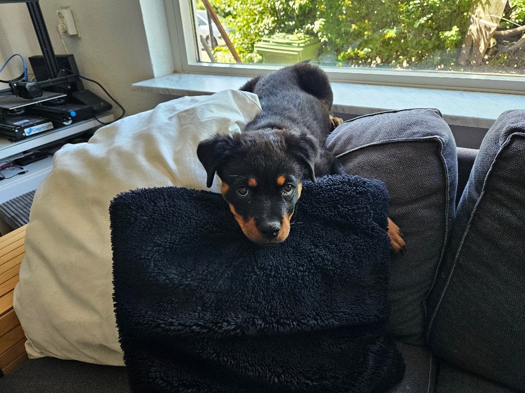 Rottweiler teefje mira (3mnd) - sociaal en lief, 8 tot 15 weken, Teef, Eén hond, Nederland