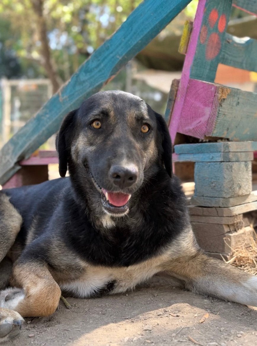 Lieve Pepita zoekt een gouden mandje!, Dieren en Toebehoren, Honden | Niet-rashonden, Particulier, Buitenland, Teef, Parvo
