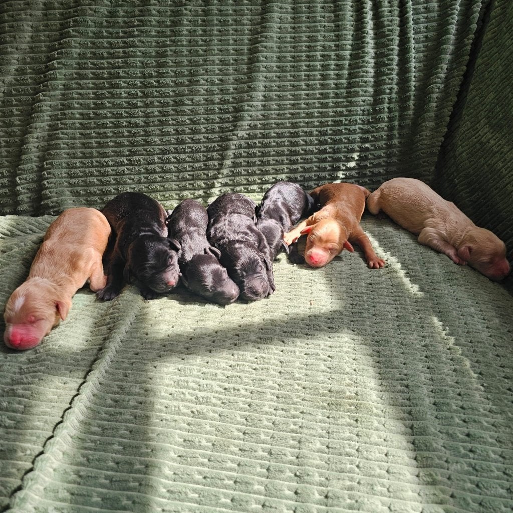 Australian Labradoodle pups geboren, Caramel, Beige & Zwart, Parvo, Overige rassen, 8 tot 15 weken, Meerdere