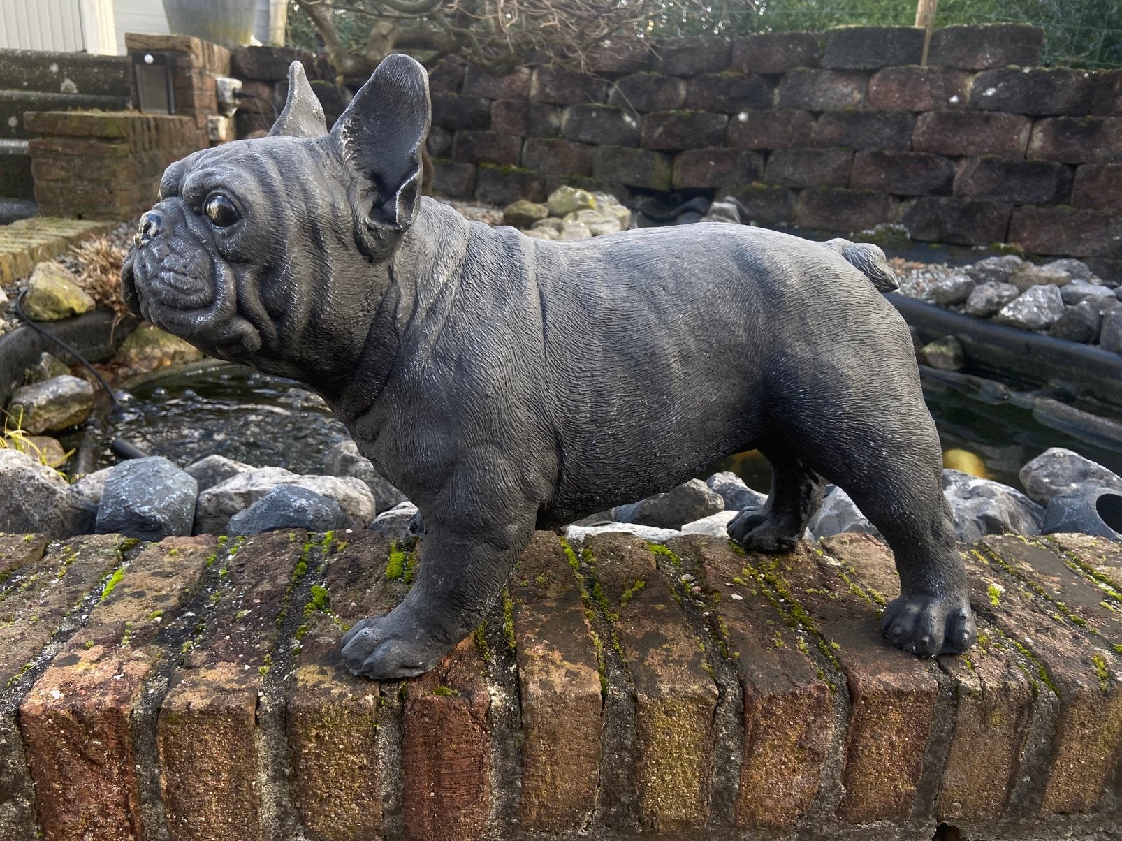 Tuinbeeld Franse Bulldog, Ophalen, Nieuw, Beton, Dierenbeeld