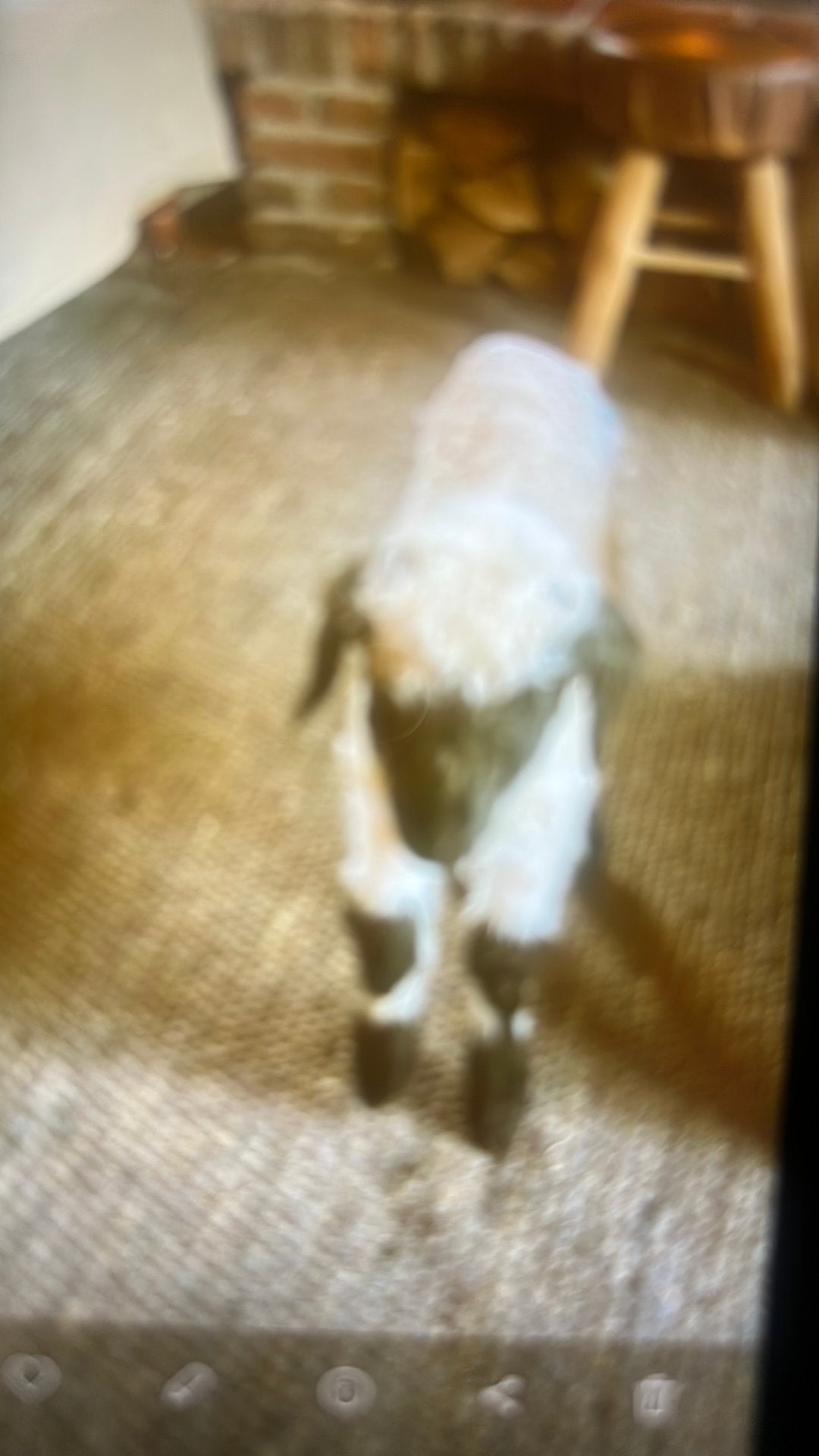 Gevraagd  Walliser schwarznasen pap lam / flesse lam, Dieren en Toebehoren, Vrouwelijk, Schaap