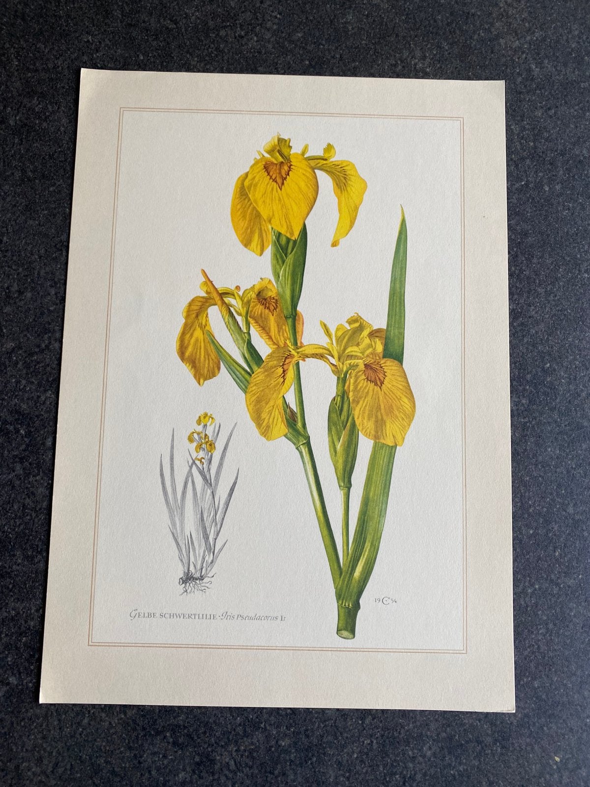 11 prenten planten /bloemen  19x27 samen 20 euro oa gele lis, Antiek en Kunst, Ophalen of Verzenden, Natuur en Biologie
