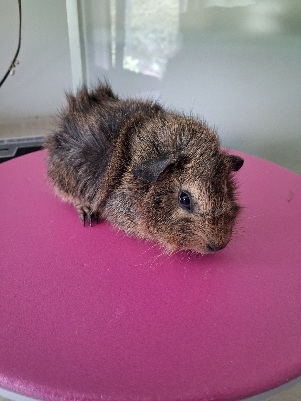 Lemonagouti californian borstel beer, Dieren en Toebehoren, Cavia, April, Mannelijk, Tam
