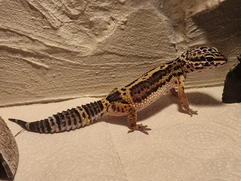 Blacknight vrouwtje te koop, Hagedis, 0 tot 2 jaar