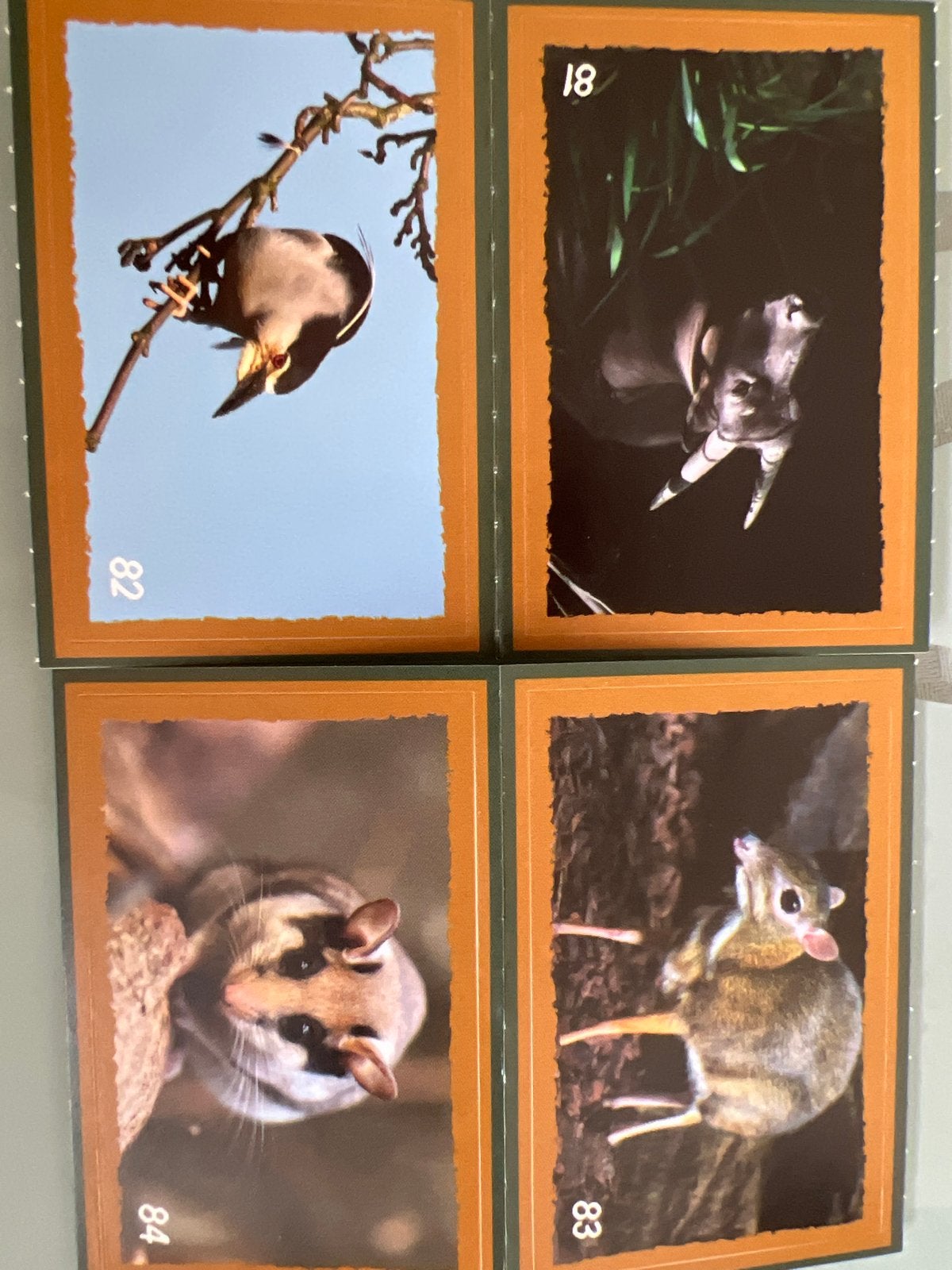 Set van 4 dierenstickers Dekamarkt Artis, Verzamelen, Ophalen, Nieuw, Overige soorten, Overige typen