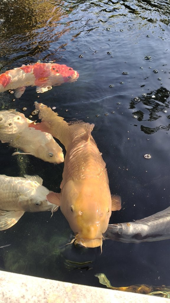 Japanse Ginrin Chagoi, Karper of Koi