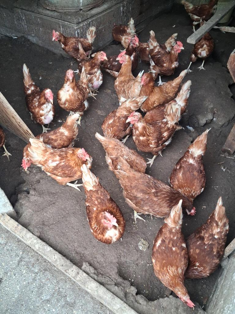 Slacht kippen voor soep  zelf slachten, Dieren en Toebehoren, Meerdere dieren, Kip