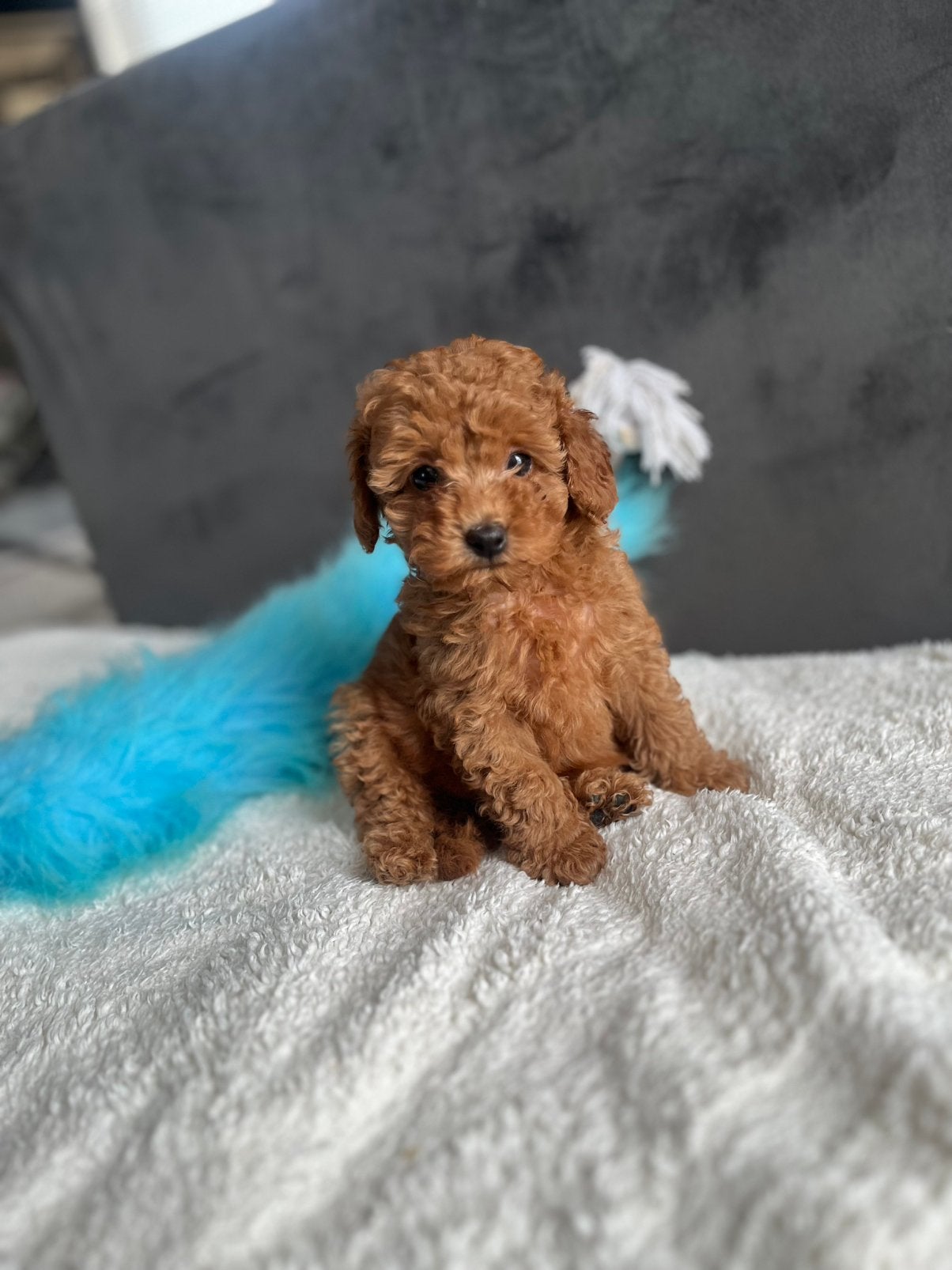 Cockapoo pups, Overige rassen, CDV (hondenziekte), 8 tot 15 weken, Meerdere