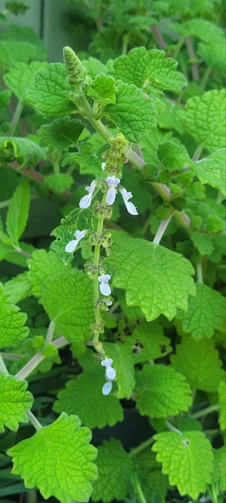 coleus, Ophalen, Overige soorten, Volle zon