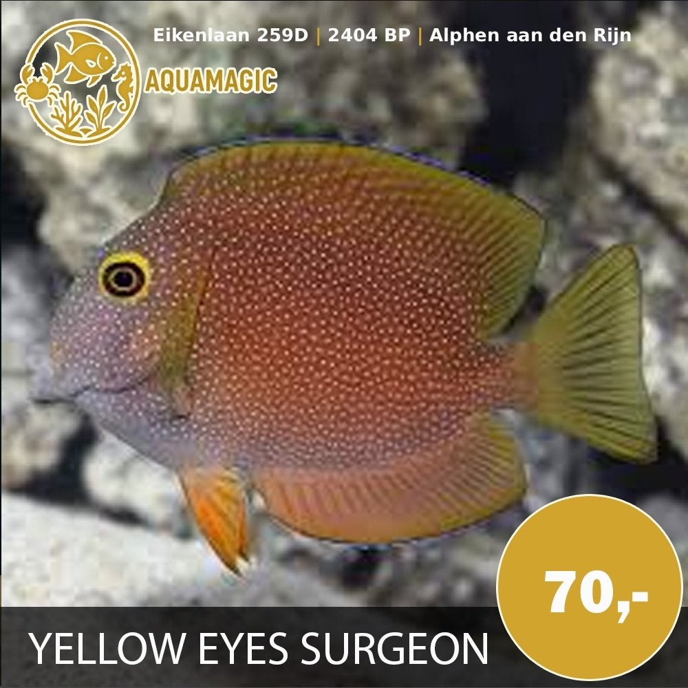 yellow eye surgeon, Vis, Zoutwatervis