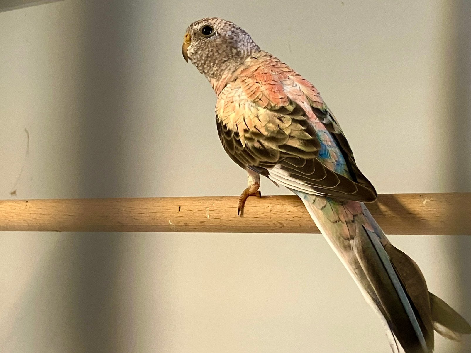 Bourke opaline pop , mei 26, Dieren en Toebehoren, Vrouwelijk, Parkiet