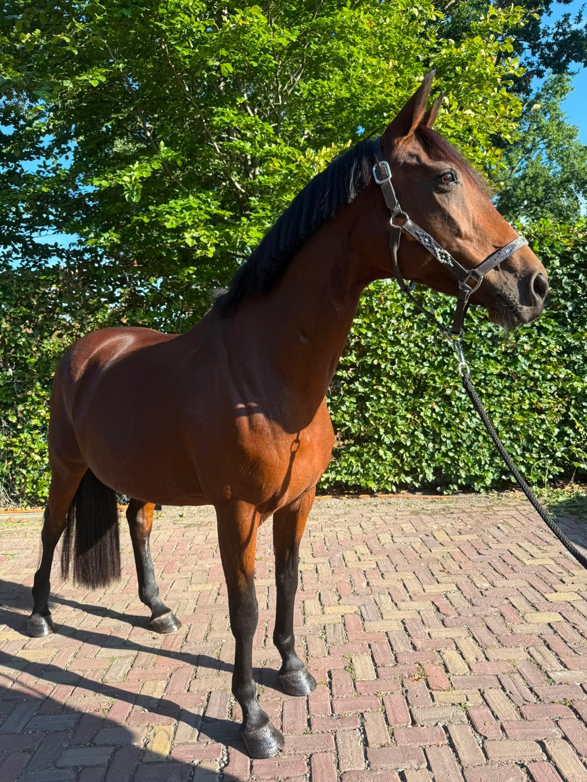 Te koop een mega lieve KWPN merrie, 11 jaar of ouder, Merrie, Gechipt, Recreatiepaard