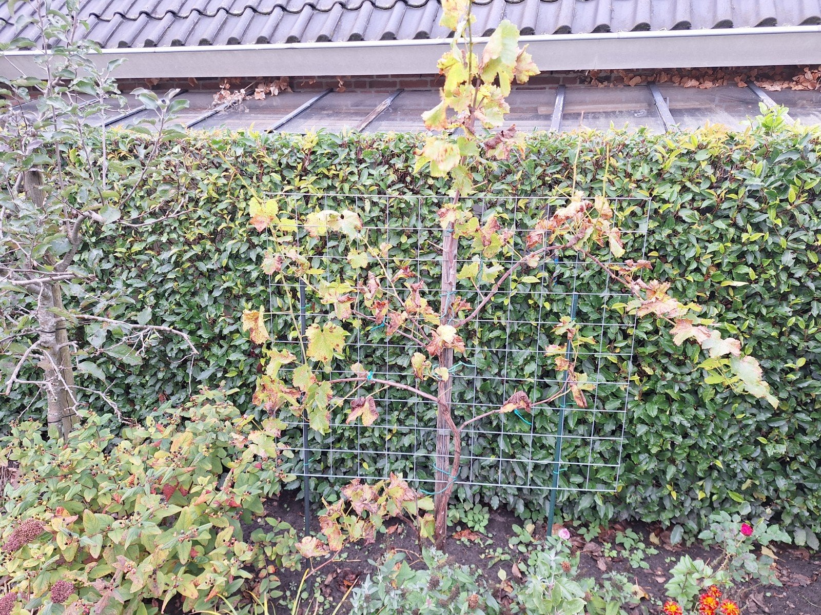 Tka.Rode pitloze druivenboom., Ophalen, Overige soorten, 100 tot 250 cm