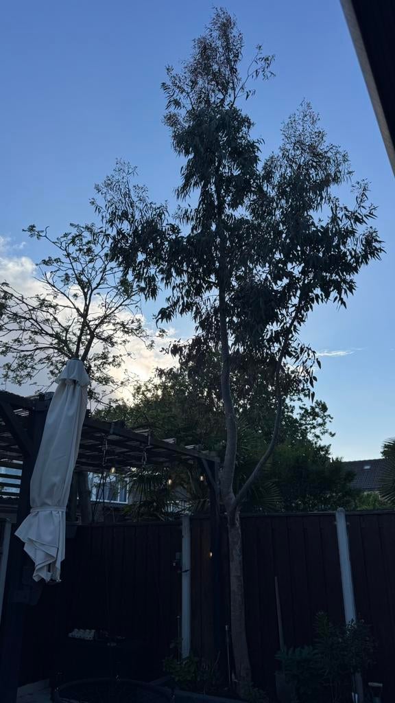 Eucalyptus boom, Tuin en Terras, Planten | Bomen, Ophalen, Volle zon, Overige soorten