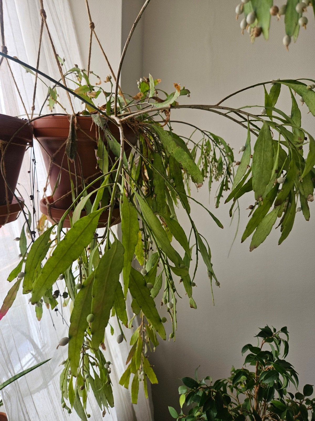 Rhipsalis hangplant - Groene kamerplant in pot, Ophalen