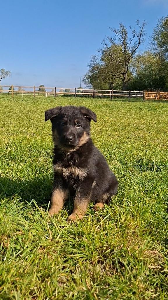 Duitse Herder pups, 8 tot 15 weken, Parvo, Meerdere, Meerdere dieren