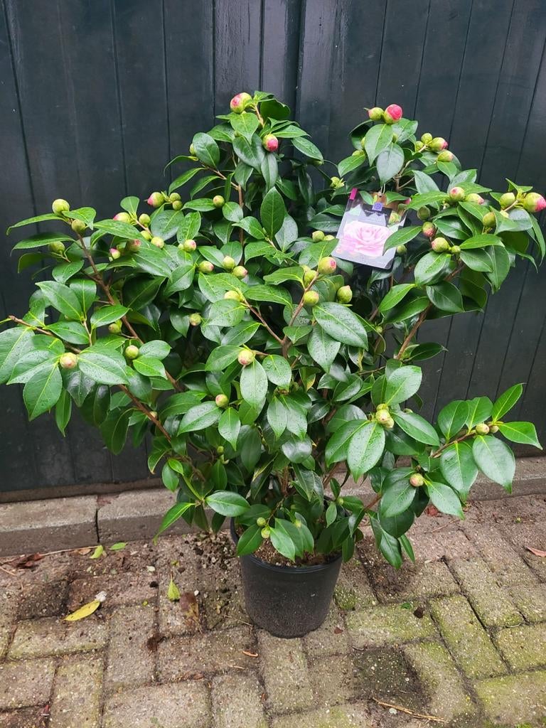 Xxl cammelia planten, Ophalen of Verzenden, Laurier