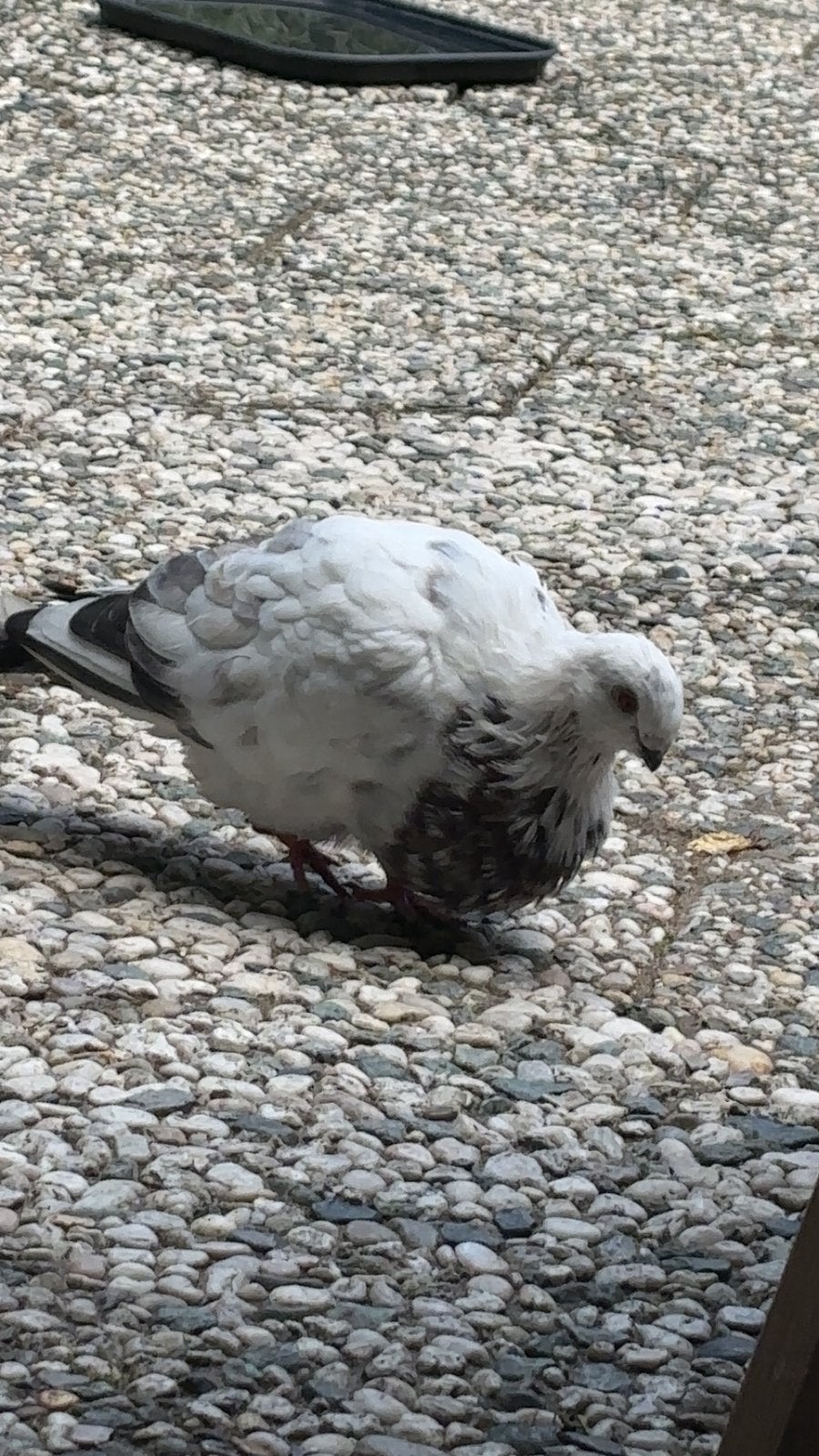 Duif, Vrouwelijk, Kropper