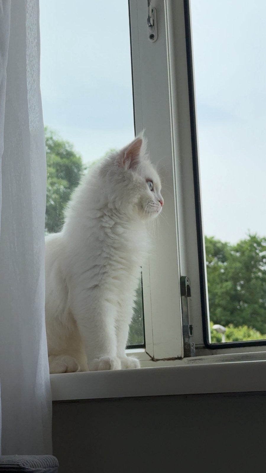 Elegant British Longhair Blauwe Ogen, Dieren en Toebehoren, Katten en Kittens | Raskatten | Langhaar, Kater, Ontwormd, 0 tot 2 jaar