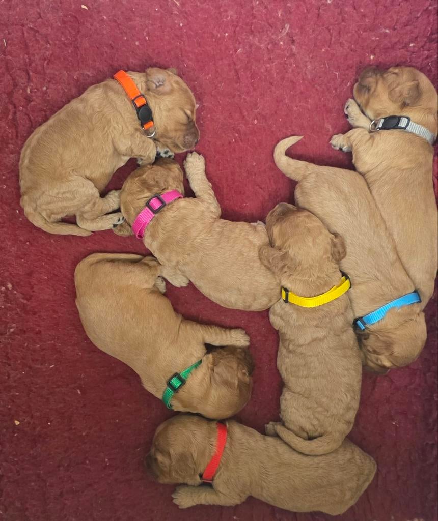 Cockapoo pups F1b, Dieren en Toebehoren, Honden | Niet-rashonden, 8 tot 15 weken, Meerdere, Meerdere dieren, Middel