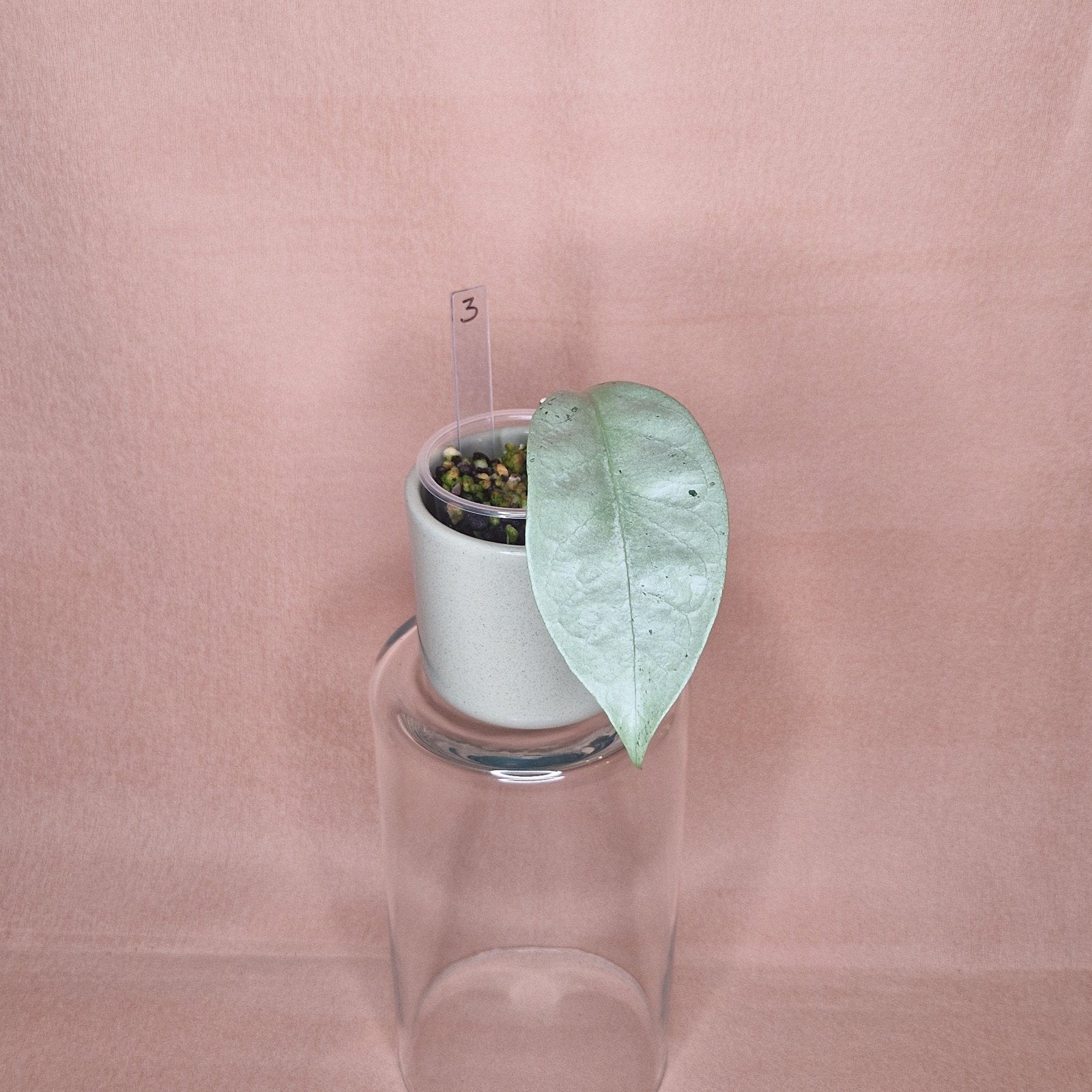 Hoya Coriacea Silver 3, Huis en Inrichting, Overige soorten, Minder dan 100 cm, Bloeiende kamerplant, Halfschaduw