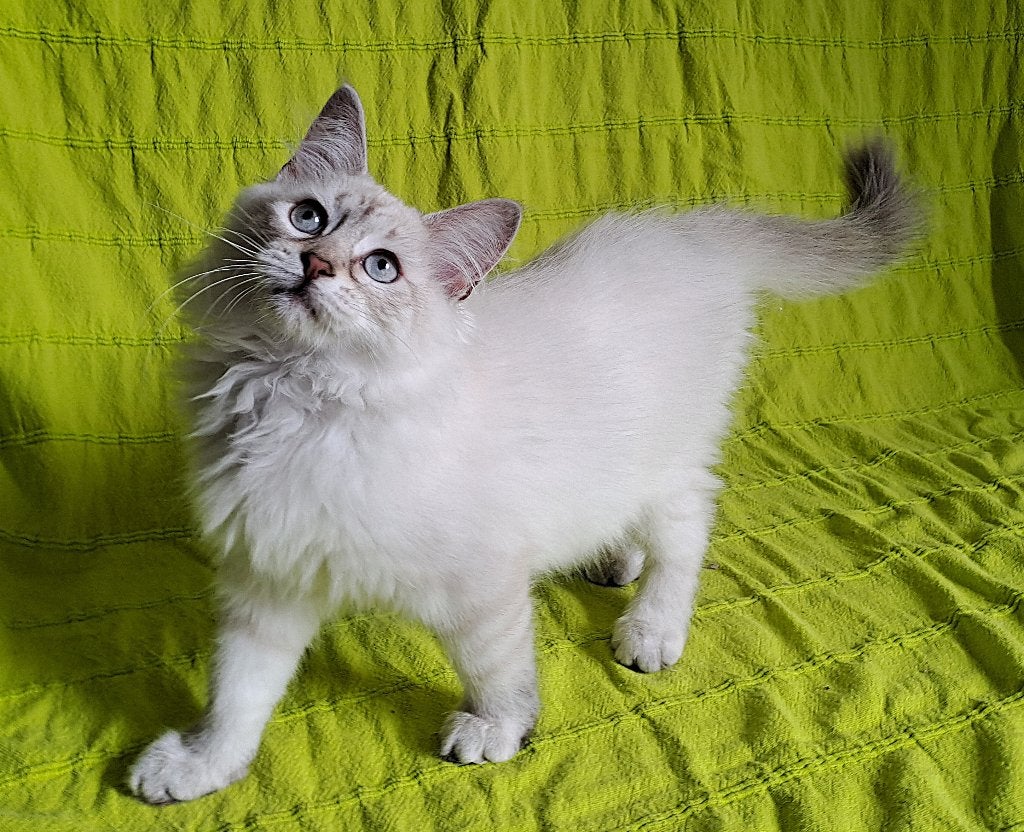Siberische kittens Neva Masquerade kunnen direct mee, Dieren en Toebehoren, Meerdere dieren, Gechipt