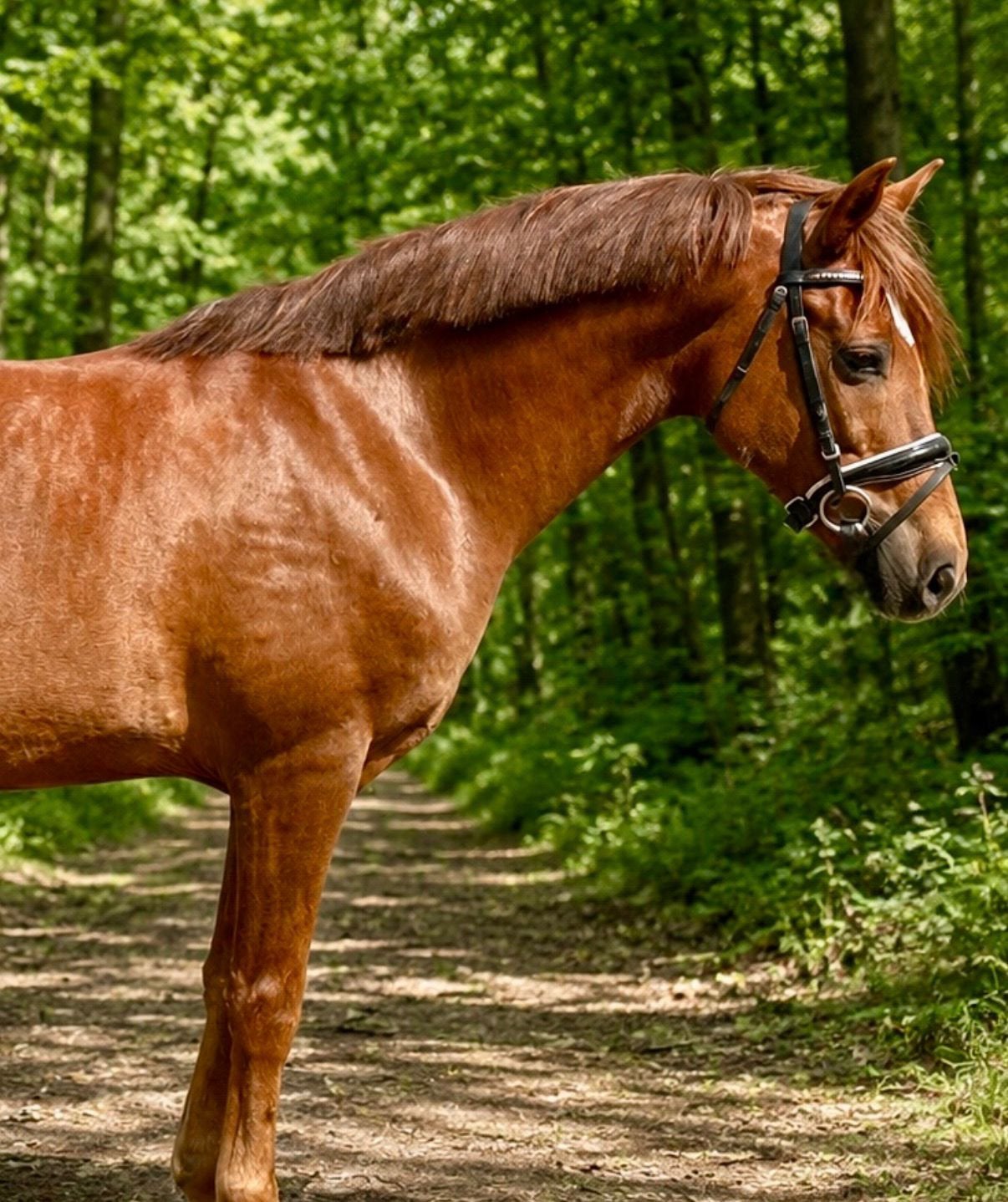 13 jarige Allrounder D pony Topbraaf, Dieren en Toebehoren, Pony's, Ruin, D pony (1.37m tot 1.48m), Gechipt, 11 jaar of ouder