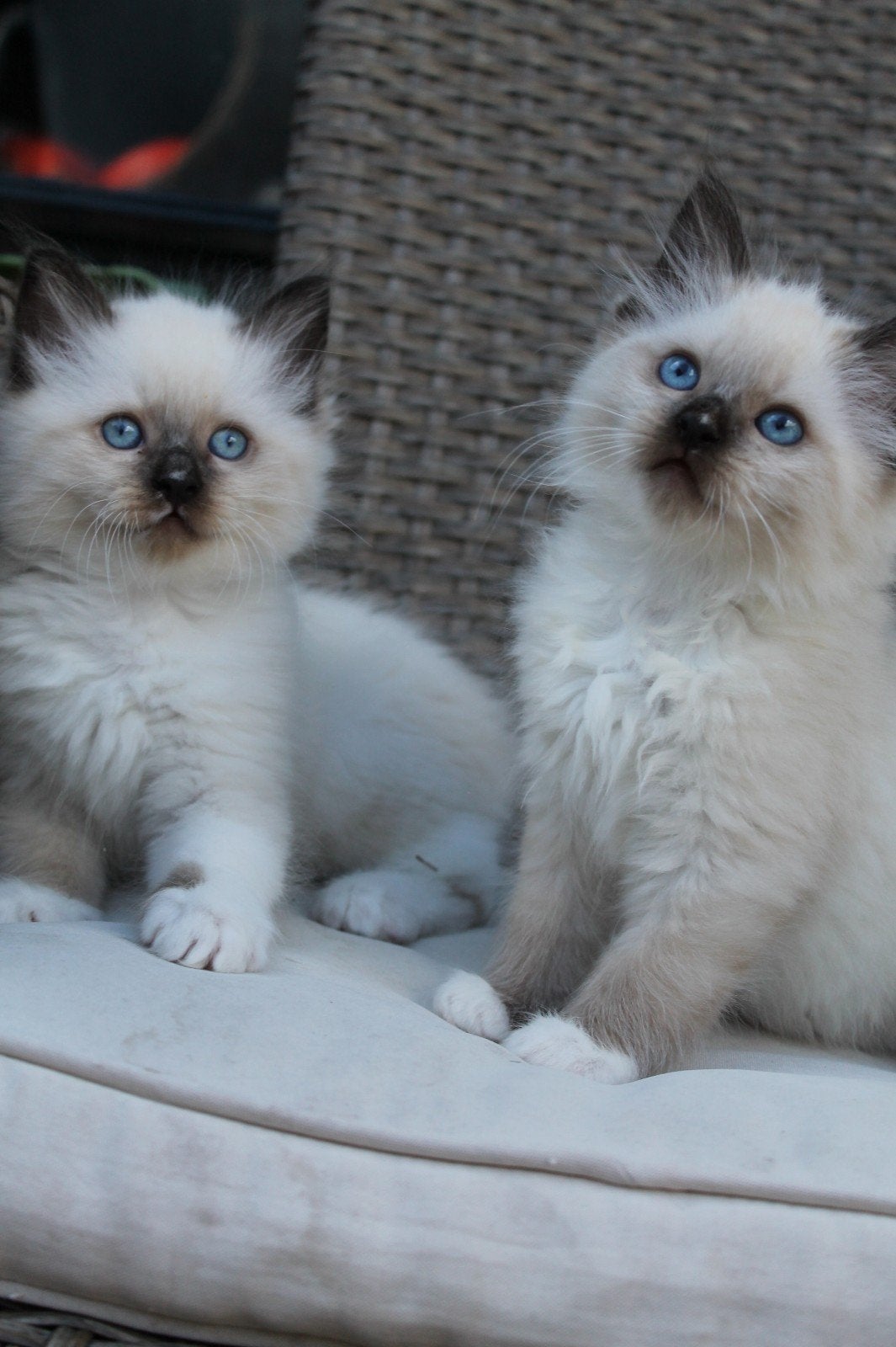 laatste ragdoll kater seal 9 weken, Dieren en Toebehoren, Katten en Kittens | Raskatten | Langhaar, Meerdere dieren, Ontwormd