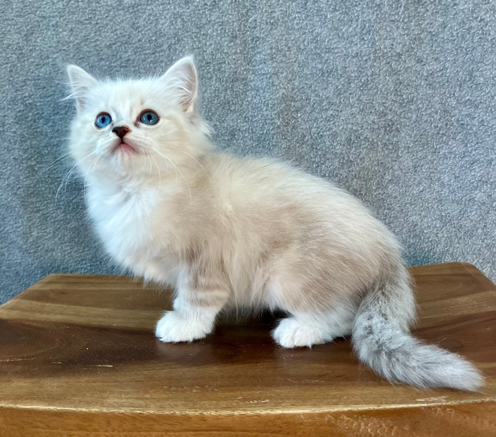 Ragdoll poesje mag verhuizen, Dieren en Toebehoren, Poes, Gechipt, 0 tot 2 jaar