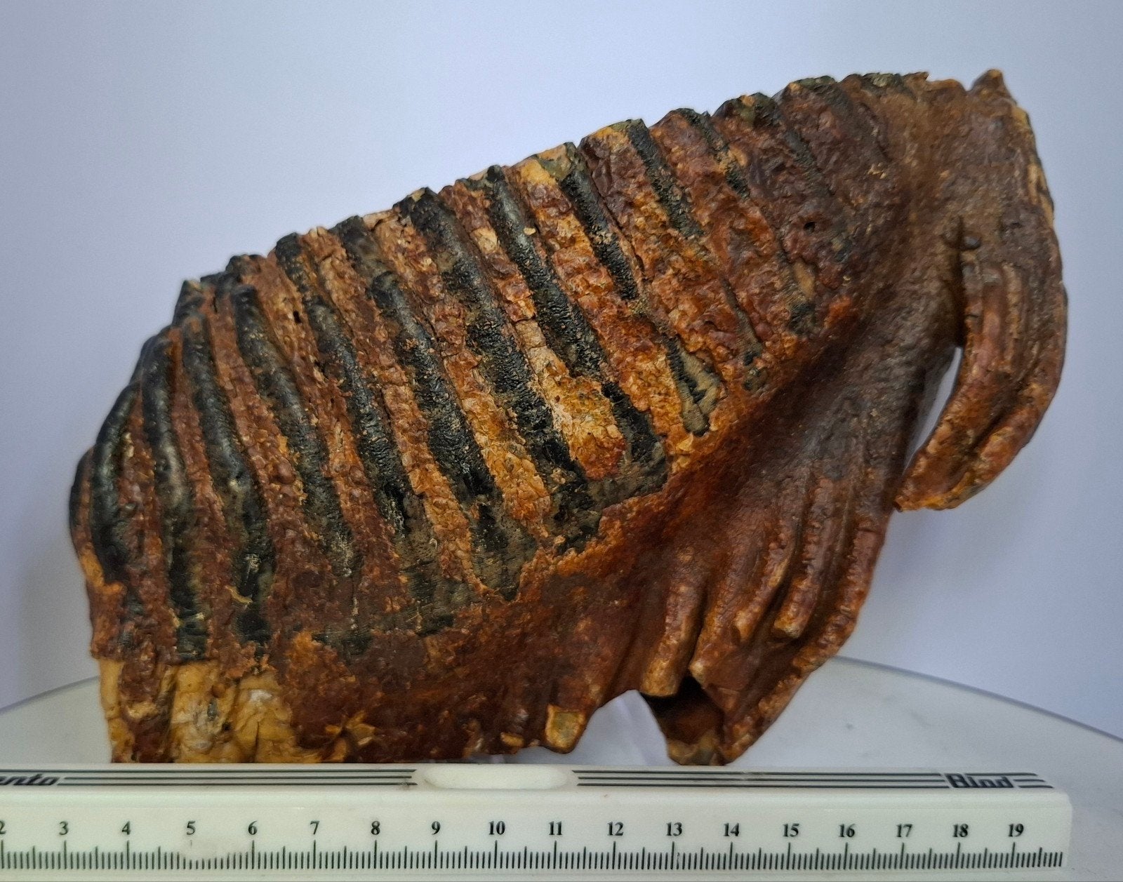 Mammoetkies (M2) uit Waddenzee - Weichselien, Ophalen of Verzenden, Fossiel