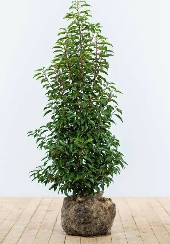 verschillende haagplanten, Portugese laurier, taxus, Thuja, Ophalen, Overige soorten, Haag, 100 tot 250 cm
