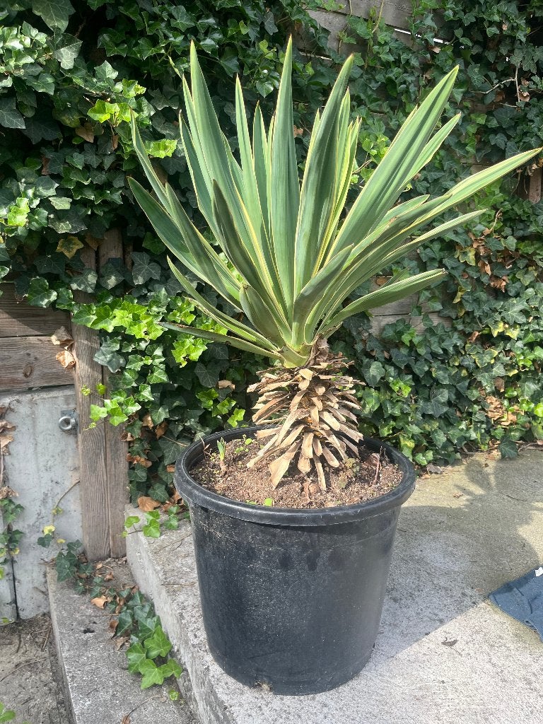 Yucca Variegata - opvallende bonte plant, Tuin en Terras, Volle zon, 100 tot 250 cm, Zomer, Overige soorten